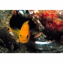 Lubricogobius exiguus Tanaka, 1915