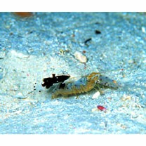 Lotilia klausewitzi Shibukawa, Suzuki et Senou, 2012