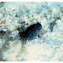 Asterropteryx semipunctata Ruppell, 1830