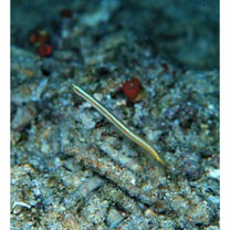 Gunnellichthys viridescens Dawson, 1968