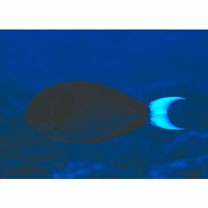 Acanthurus thompsoni (Fowler, 1923)