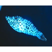 Aluterus scriptus (Osbeck, 1765)