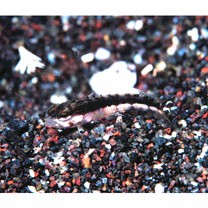 Parapercis sexfasciata (Temminck et Schlegel, 1843)