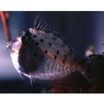 Naso unicornis (Forsskal, 1775)