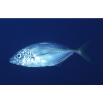 Pseudocaranx dentex (Bloch et Schneider, 1801)