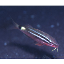 Parupeneus spilurus (Bleeker, 1854)