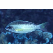 Scolopsis margaritifera (Cuvier, 1830)