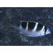 Monotaxis grandoculis (Forsskal, 1775)