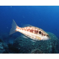 Lethrinus genivittatus Valenciennes, 1830