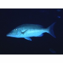 Lethrinus olivaceus Valenciennes, 1830