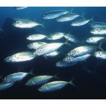 Trachurus japonicus (Temminck et Schlegel, 1844)