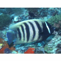 Pomacanthus sexstriatus (Cuvier, 1831)