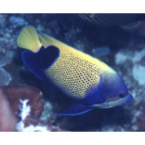 Pomacanthus navarchus (Cuvier, 1831)