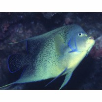 Pomacanthus semicirculatus (Cuvier, 1831)