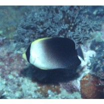 Chaetodontoplus mesoleucus (Bloch, 1787)