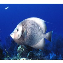 Pomacanthus arcuatus (Linnaeus, 1758)