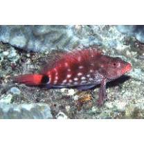 Cirrhitops hubbardi (Schultz, 1943)