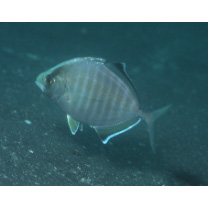 Kaiwarinus equula (Temminck et Schlegel, 1844)