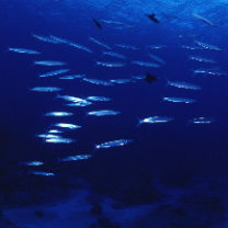 Sphyraena forsteri Cuvier, 1829