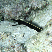 Rhinomuraena quaesita Garman, 1888