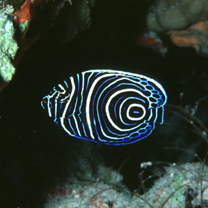 Pomacanthus imperator (Bloch, 1787)