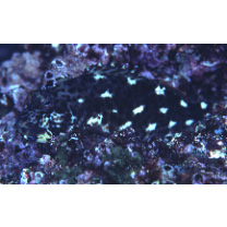 Cirrhitus pinnulatus (Schneider, 1801)