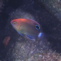 Pomacentrus bankanensis Bleeker, 1853