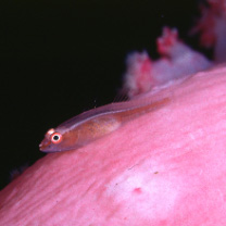 Pleurosicya boldinghi Weber, 1913