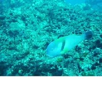 Choerodon azurio (Jordan et Snyder, 1901)