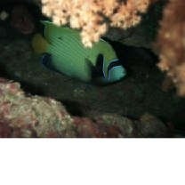 Pomacanthus imperator (Bloch, 1787)