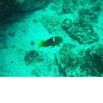 Bodianus perditio (Quoy et Gaimard, 1834)