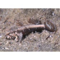 Gobiidae, indeterminate genus et species