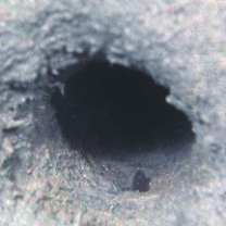 Paedogobius kimurai Iwata, Hosoya et Larson, 2001