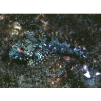 Furcina osimae Jordan et Starks, 1904