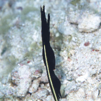 Rhinomuraena quaesita Garman, 1888