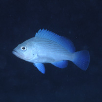 Epinephelus undulosus (Quoy et Gaimard, 1824)