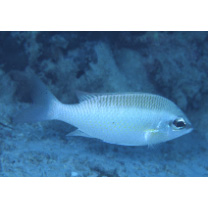 Scolopsis margaritifera (Cuvier, 1830)