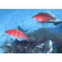 Cirrhilabrus flavidorsalis Randall et Carpenter, 1980