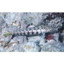 Parapercis sp. 10 (P. sp. 2 of Kuiter, 1992)