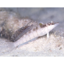 Parapercis sp. 9 (P. sp. 1 of Kuiter, 1992)