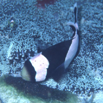 Amphiprion sp. 1