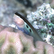 Ecsenius bimaculatus Springer, 1971