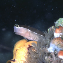 Ecsenius schroederi McKinney et Springer, 1976