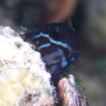 Ecsenius namiyei (Jordan et Evermann, 1902)