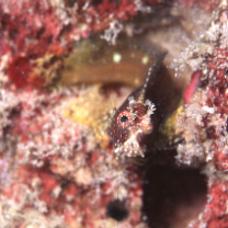 Salarias ramosus Bath, 1992