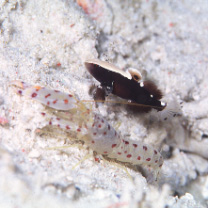 Lotilia klausewitzi Shibukawa, Suzuki et Senou, 2012