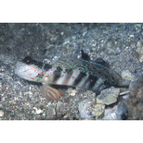 Cryptocentrus melanopus (Bleeker, 1860)