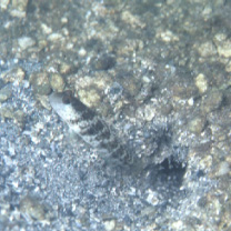 Cryptocentrus inexplicatus (Herre, 1934)