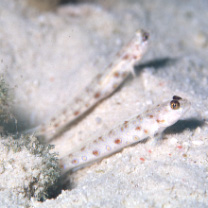 Vanderhorstia wayag Allen et Erdmann, 2012