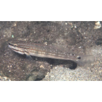 Amblygobius buanensis Herre, 1927